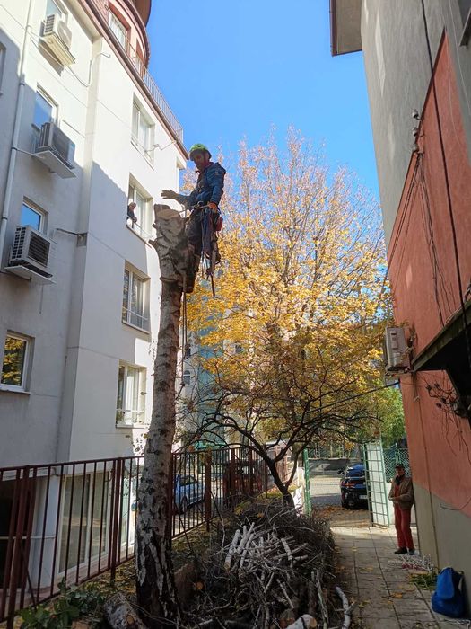 Рязане и кастене на дървета