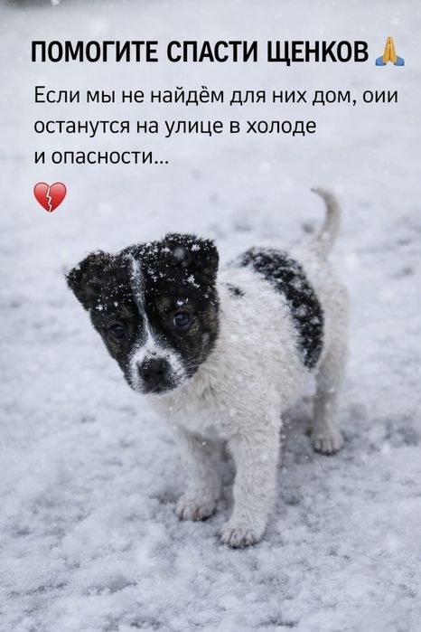 Щенки в поисках дома