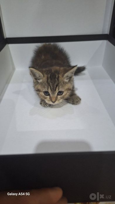 Скотиш фолд 1.5 oylik