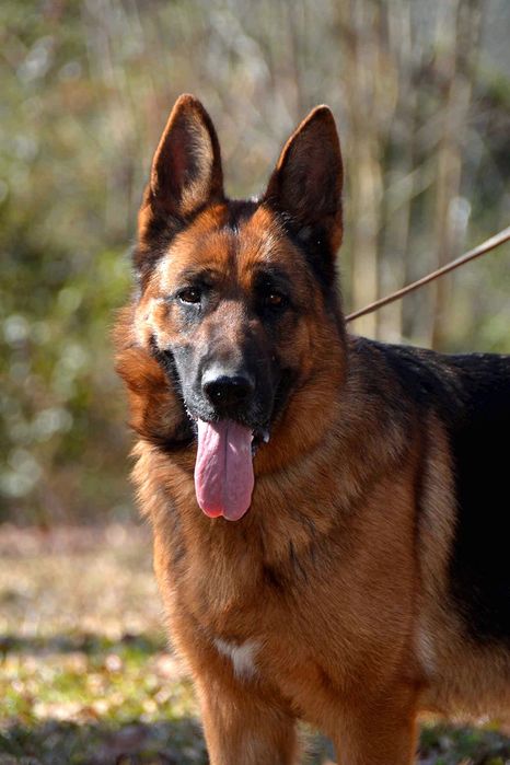 Питомник немецких овчарок РР