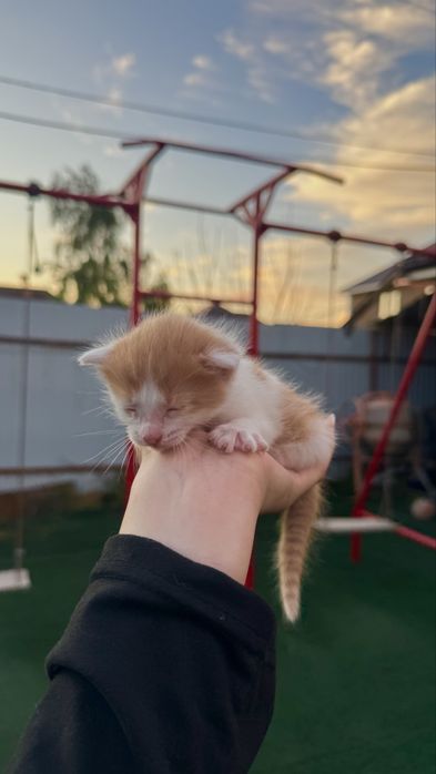 Отдаем котят в добрые руки