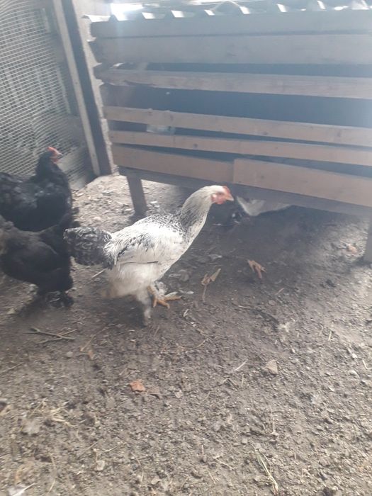 Продам молодых петухов