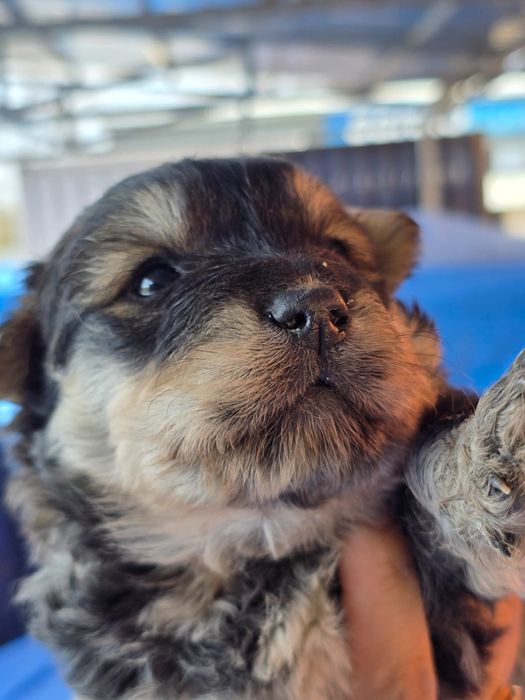 Передам в заботливые руки!