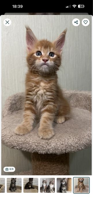 Мейн-Кунчики! Милые котята! Продажа, бронь