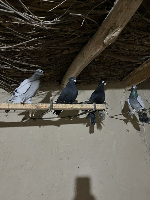 Кептерлер бар таза