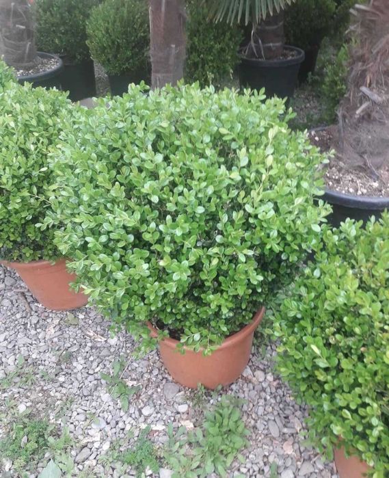 Plante Ornamentale pentru Decor Exterior