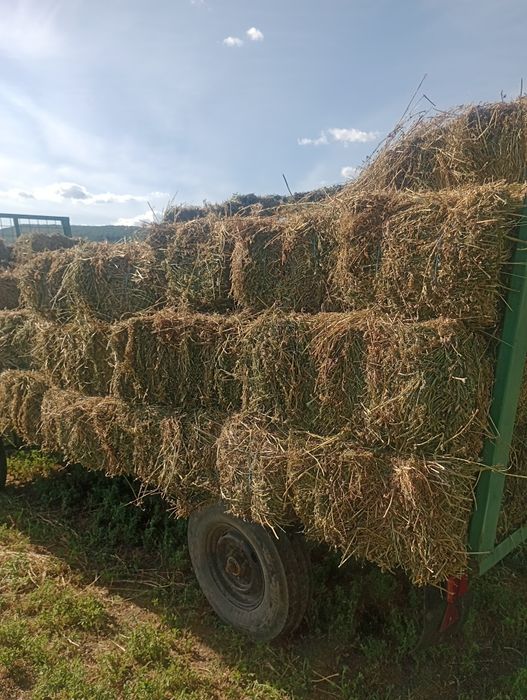 Vînd baloți de lucernă