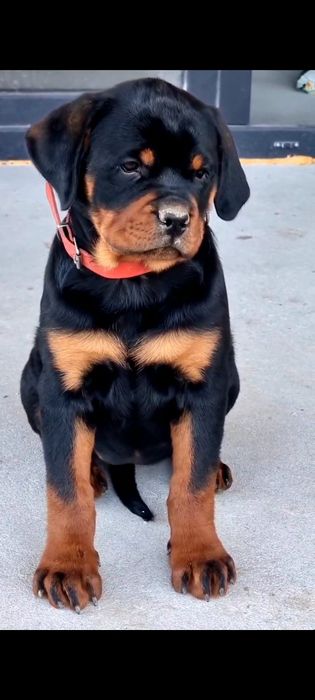 Pui Rottweiler cu pedigree
