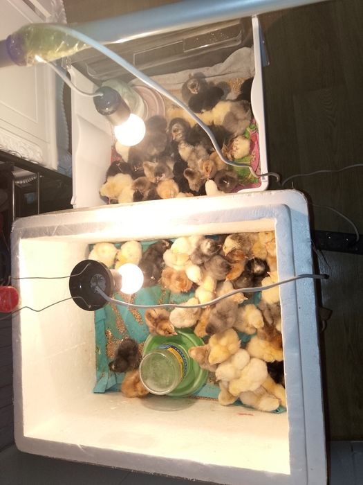 Продам домашних цыплят