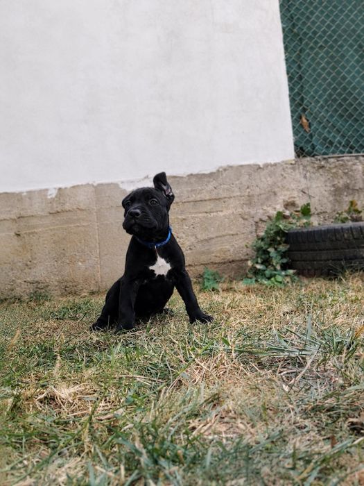 Кане Корсо/Cane Corso