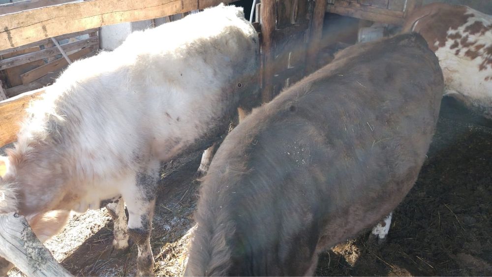 Продам телок упитанных