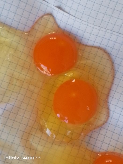 Uy sharoitida boqilga tovuq tuxumi bor