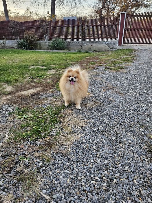 Pomeranian Mascul