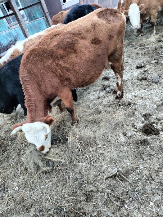 Сыйырлар сатылат