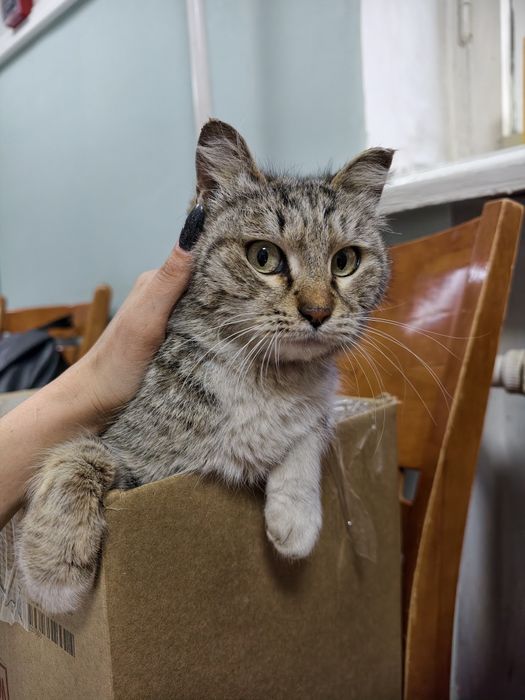 Ищу кошке семью и дом