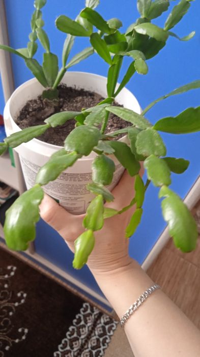 Цветы цветы цветы цена 500тенге