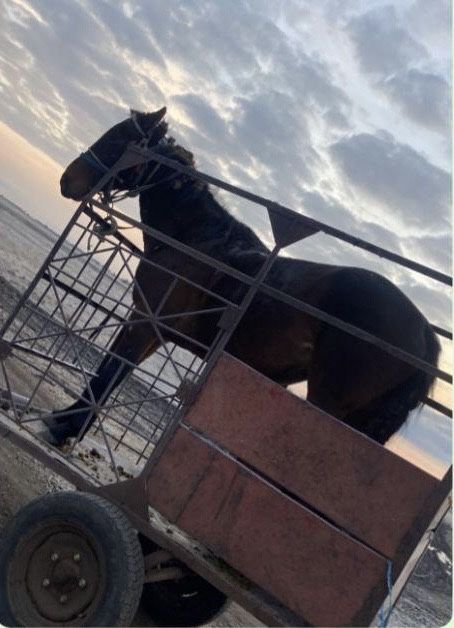 Продам кобылу крупная находится в федоровке цена 500.000