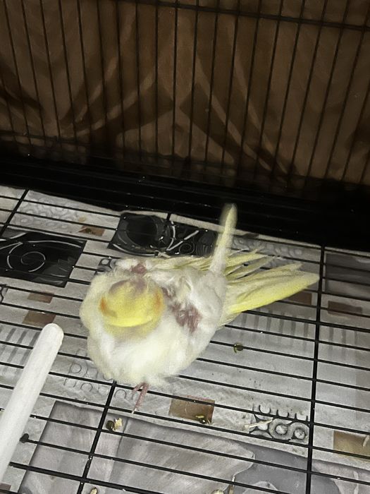 POPUGAY KARELLA. zudlik bilan sotiladi‼️‼️‼️