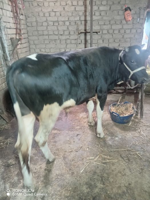Assalomu alekom Buqa sotilafi
