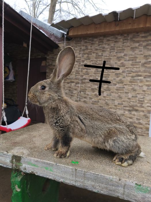 Iepuri uriaș german