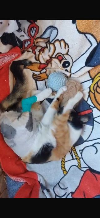 Pisica Calico pentru adoptie