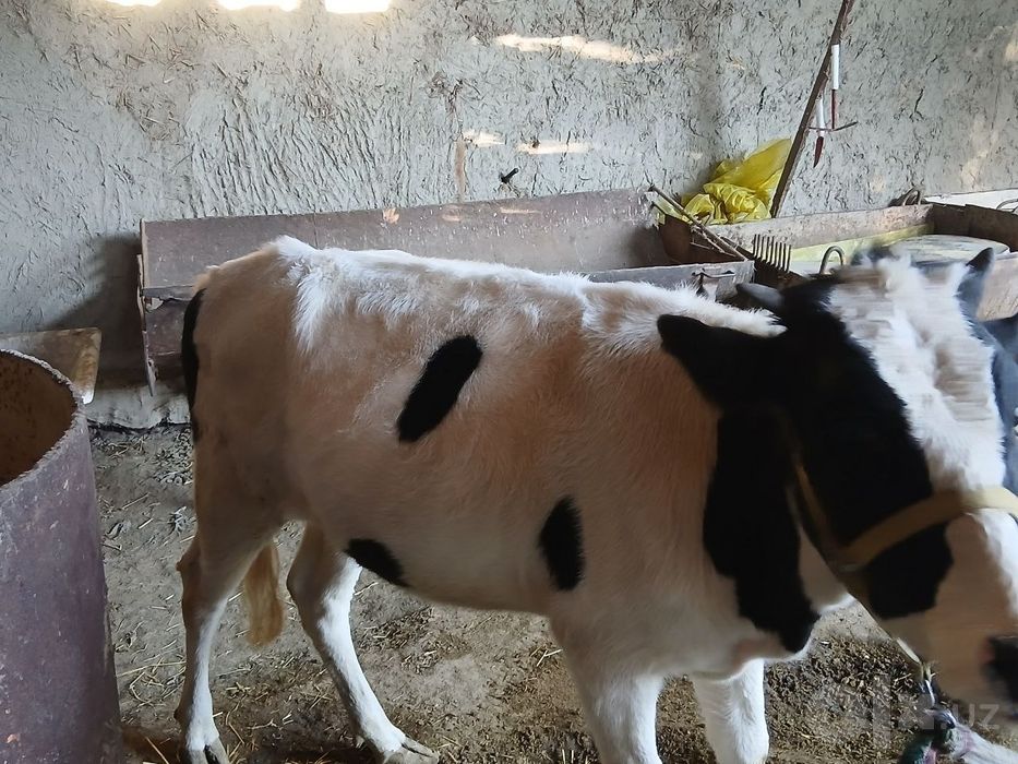 Gulojin sotiladi