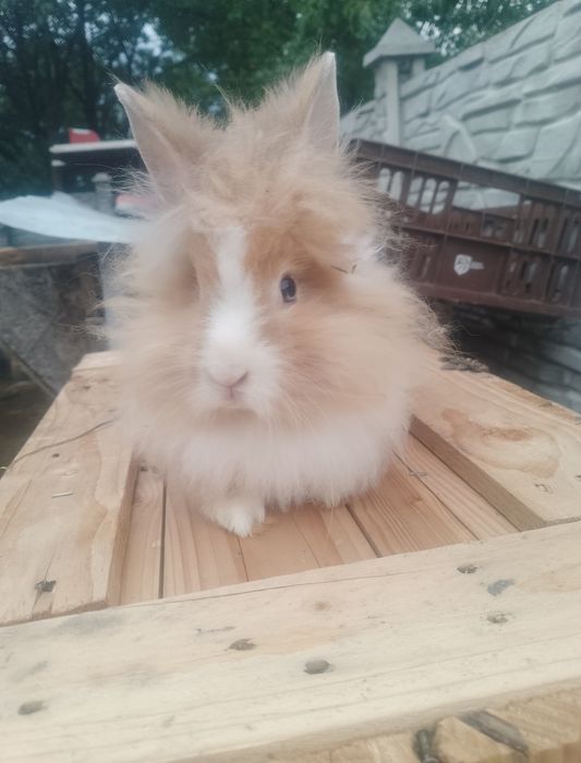 Vând sau schimb iepurași