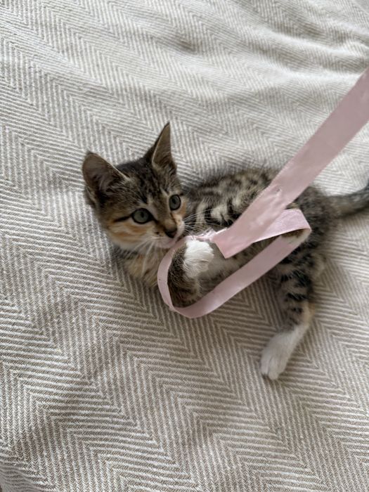 Котенок в добрые руки