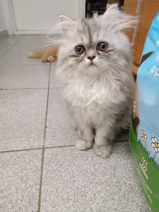 Персийски котенца