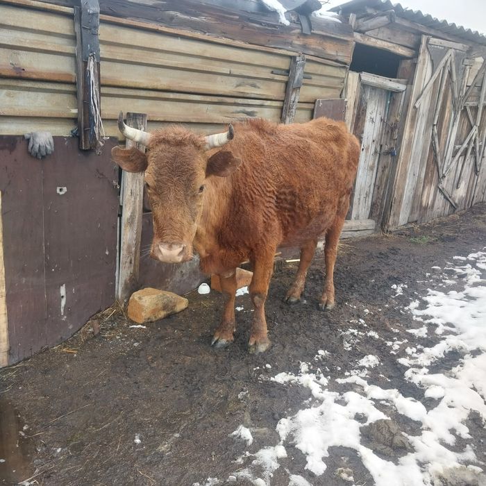 Домашный Карову продам