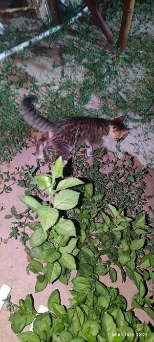 Отдам котят в хорошие руки