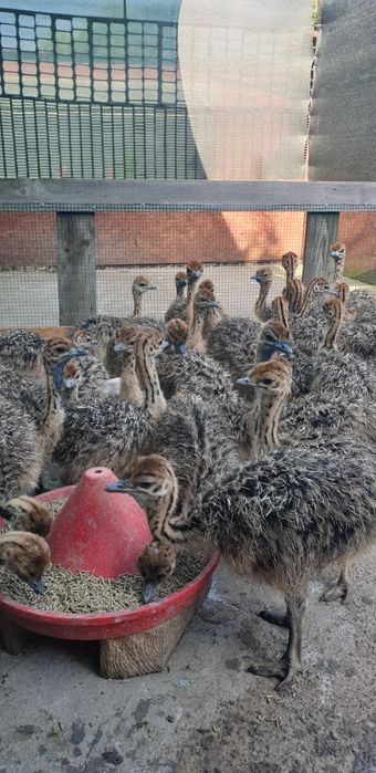 Pui de struti din ferma . FERMA DE STRUTI  ARGES