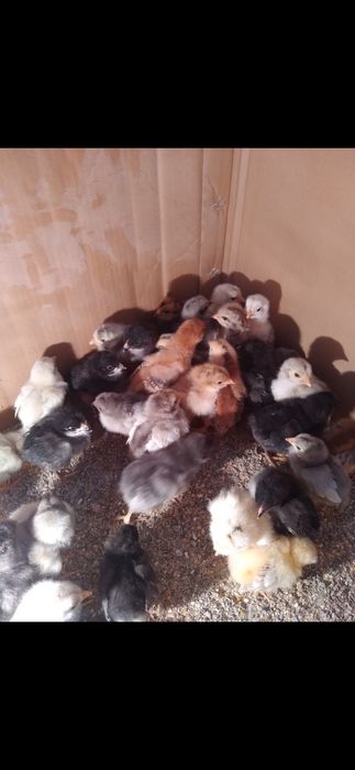 Продам хороших цыплят