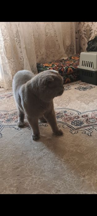 Британский кот с весом огромен и силён! 100% чистокровний
