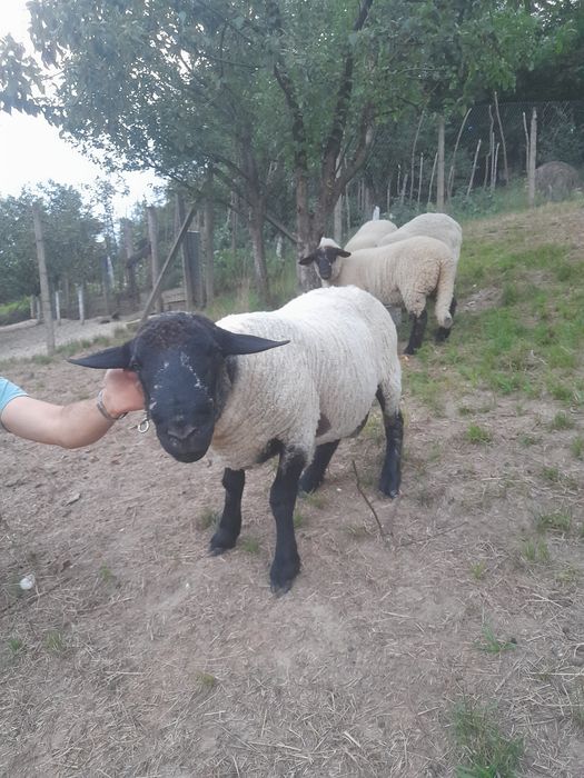 Berbec suffolk .