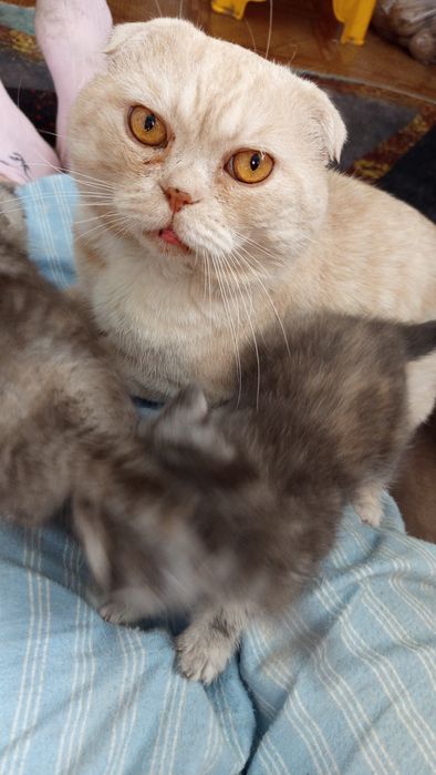 Продаю Котята Скоттиш-страйт.