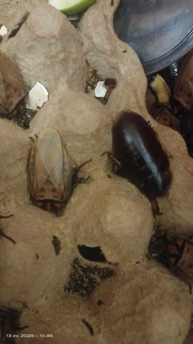 Кормовой Шеститочечный таракан