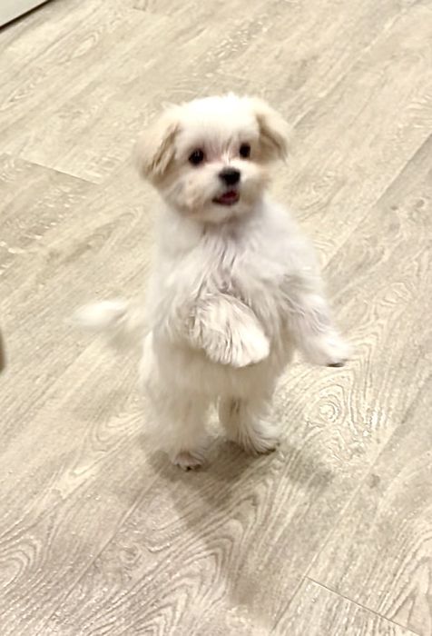 Мальтезе (мальтийская болонка) мальчик 4 месяца, родители чемпионы