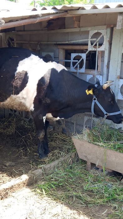 Продам корову с телёнком