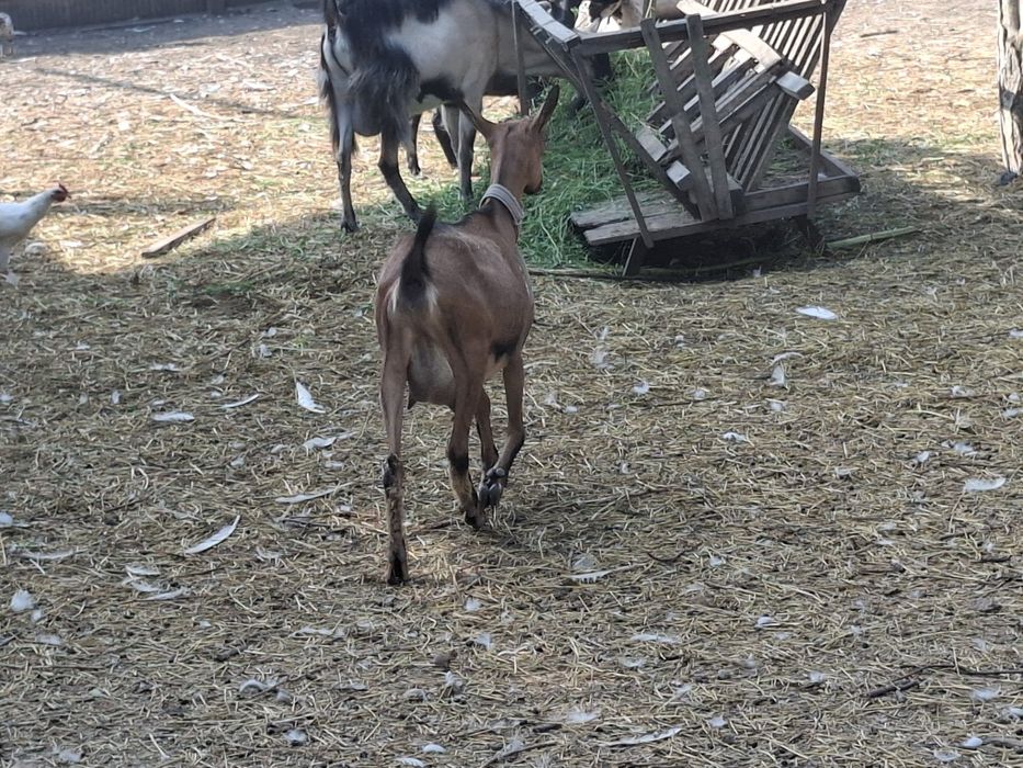 Disponimil urgent
