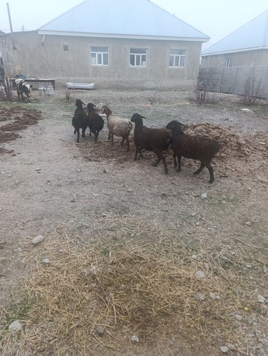 Бараны жирные на откорме