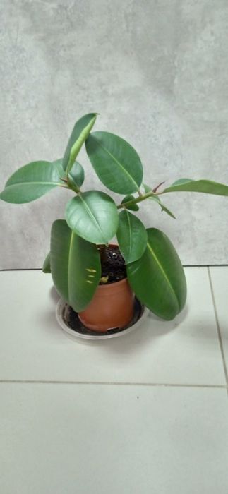 Продам красивый фикус