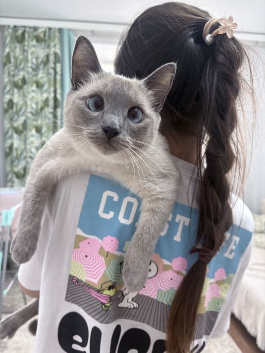 Кошка в добрые руки