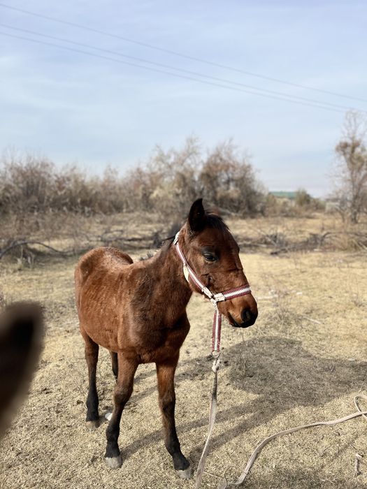 Жабагылар сатылады