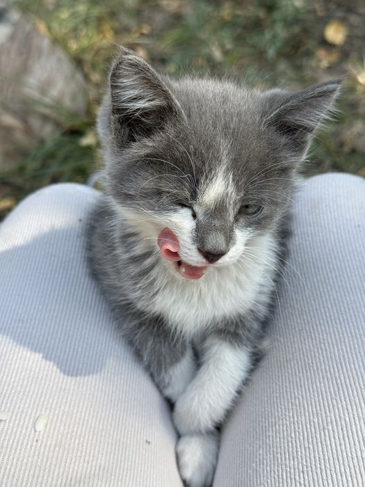Отдам котят, ручные очень ласковые ВСЕ!