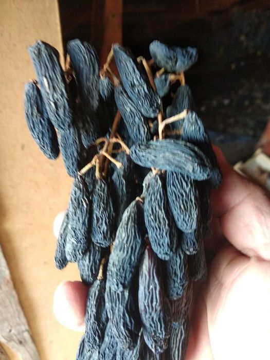 Uzum ko'chatlari sotiladi