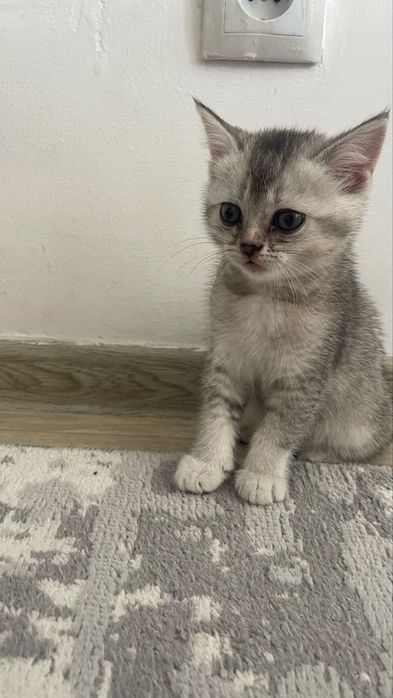 Котенок 7 апта!!