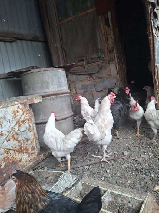 Продам Молодые петухи