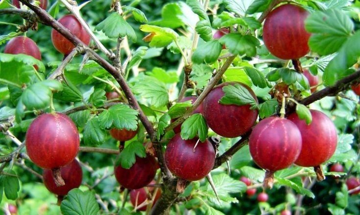 Arbuști Fructiferi (Agris Roșu)