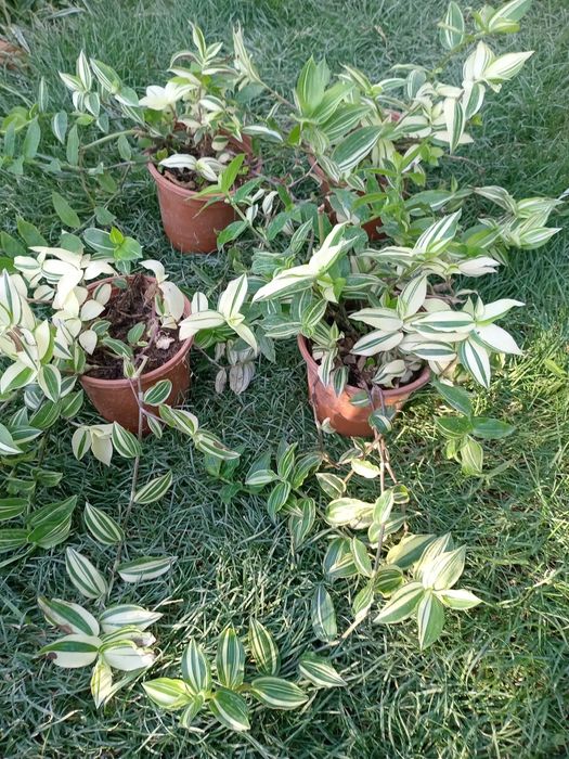 Традесканция Yellow Hill (Tradescantia ‘Yellow Hill’) — 25 см
